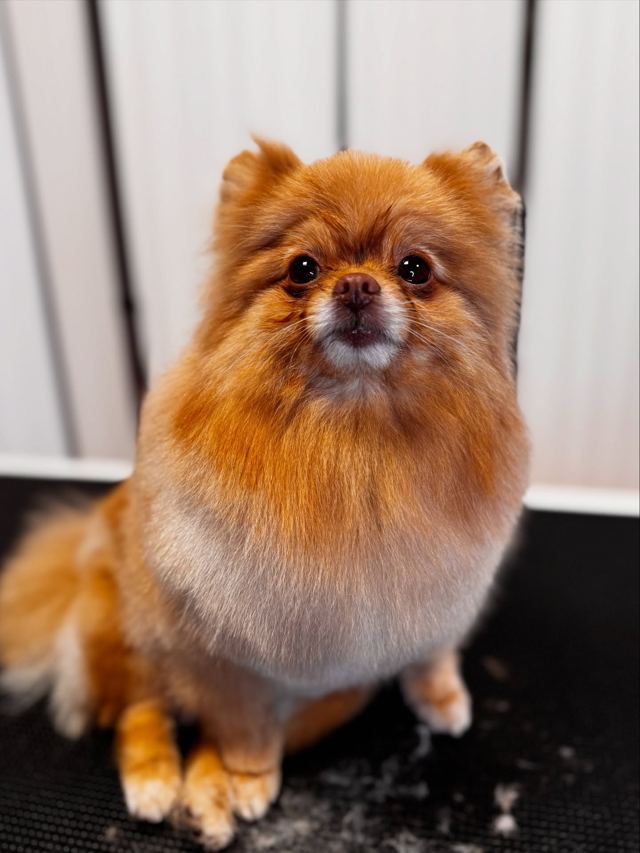 Pomeranian Barbie po úpravě