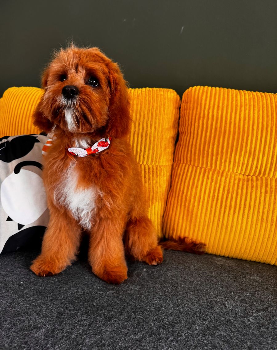 Cavapoo po úpravě na oranžovém gauči