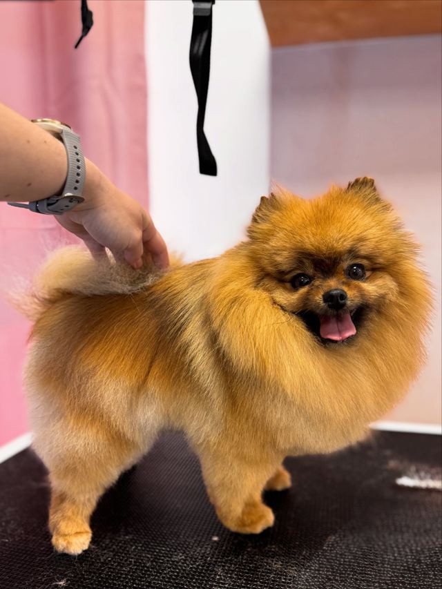 Pomeranian po úpravě