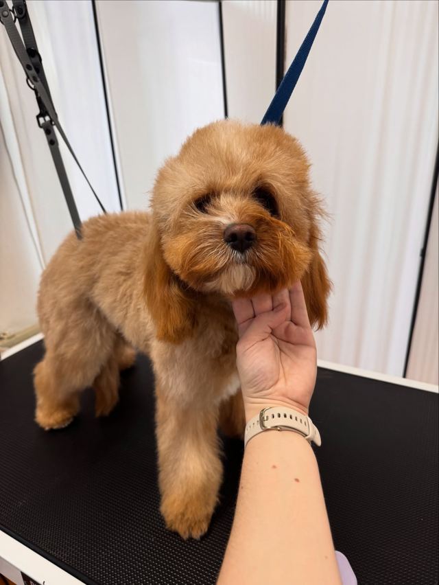 Cavapoo Sofie po úpravě