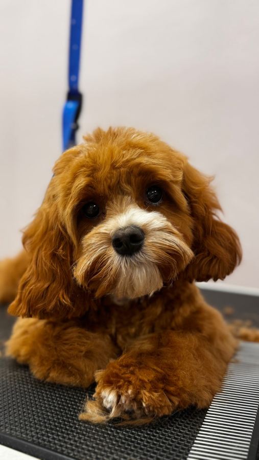 Štěně cavapoo na stole v salonu