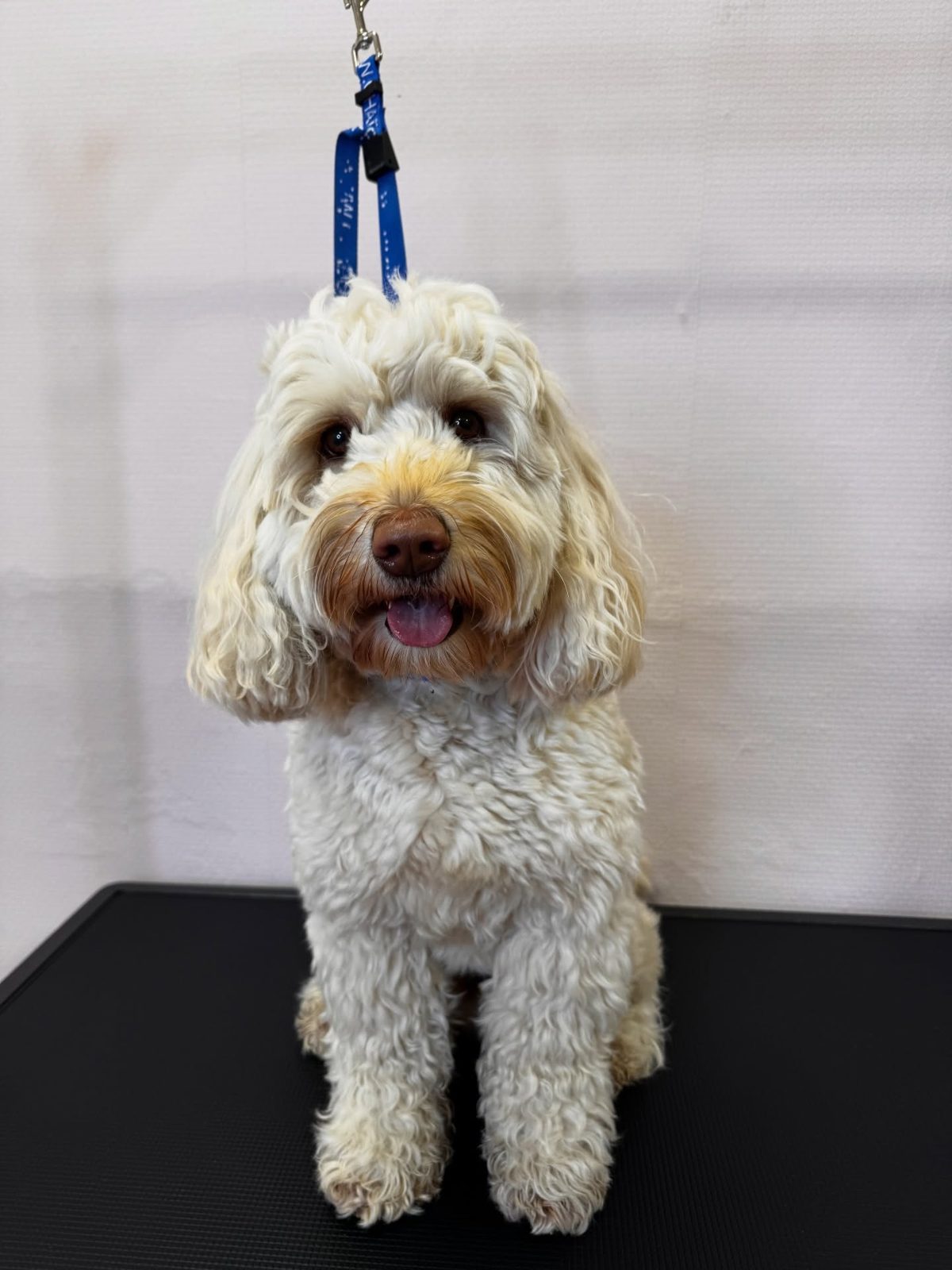 Labradoodle Teddy před úpravou, dlouhá kudrnatá srst
